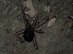 Protolophus singularis