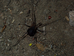 Protolophus singularis