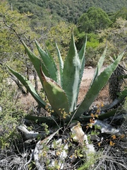 Agave marmorata