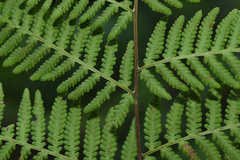 Macrothelypteris torresiana