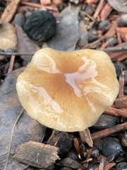 Fungi