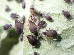 Aphis fabae