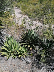 Agave kerchovei