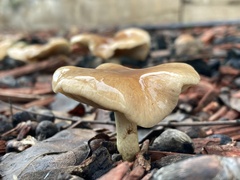 Fungi