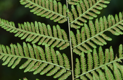 Macrothelypteris torresiana