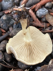 Fungi