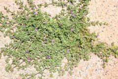 Calibrachoa parviflora