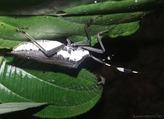 Molchina compressicornis