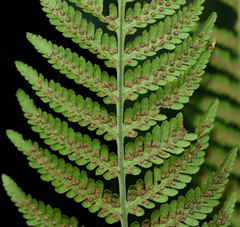 Macrothelypteris torresiana