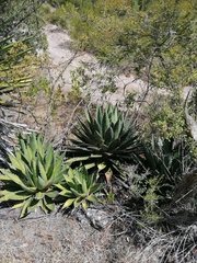 Agave kerchovei