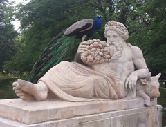 Pavo cristatus