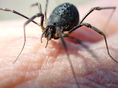 Protolophus singularis