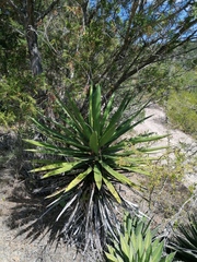 Agave karwinskii