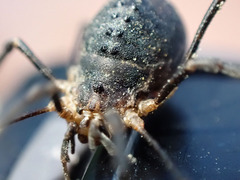 Protolophus singularis