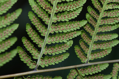 Macrothelypteris torresiana
