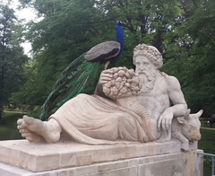 Pavo cristatus