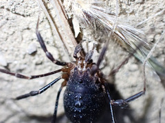 Protolophus singularis