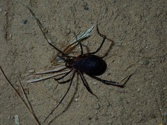 Protolophus singularis