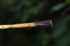 Macrothelypteris torresiana