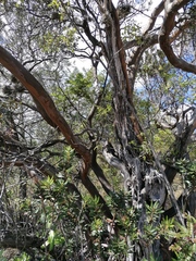 Arbutus xalapensis