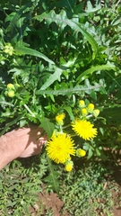 Sonchus congestus