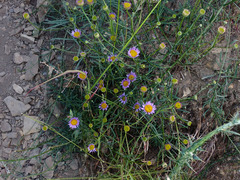 Erigeron foliosus