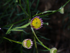 Erigeron foliosus