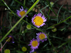 Erigeron foliosus
