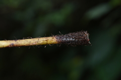 Macrothelypteris torresiana