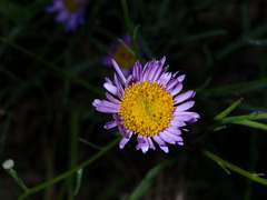 Erigeron foliosus