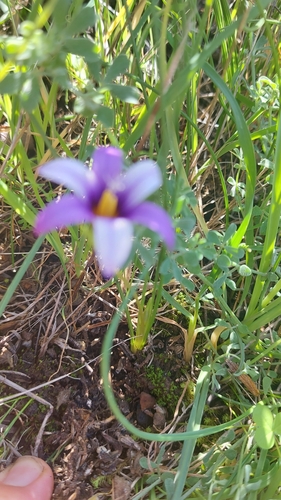 Romulea columnae image