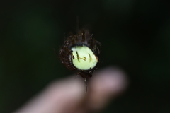 Macrothelypteris torresiana