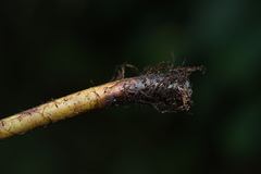 Macrothelypteris torresiana