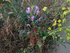 Clarkia bottae