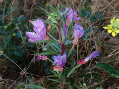 Clarkia bottae
