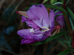 Clarkia bottae