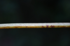 Macrothelypteris torresiana