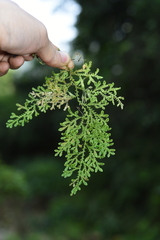 Selaginella reticulata
