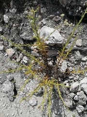 Pseudoconyza viscosa