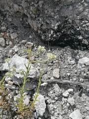 Pseudoconyza viscosa