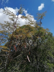 Leucaena diversifolia