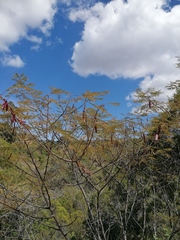 Leucaena diversifolia