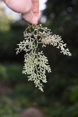 Selaginella reticulata