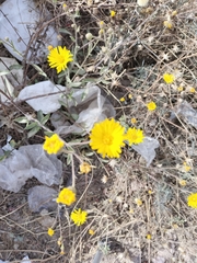 Heterotheca inuloides