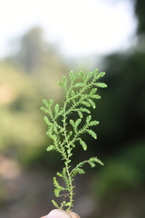 Selaginella reticulata
