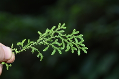 Selaginella reticulata