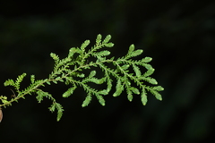 Selaginella reticulata