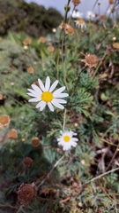 Argyranthemum