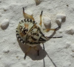 Carpocoris pudicus