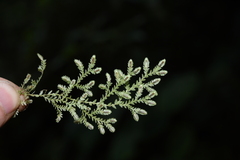 Selaginella reticulata